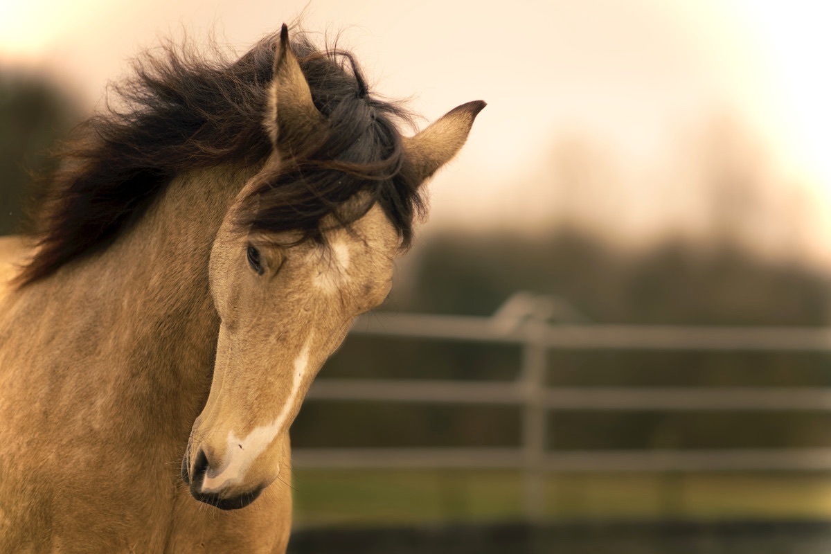 irisches Sportpferd im Galopp mit fliegender Mhne in Abendstimmung