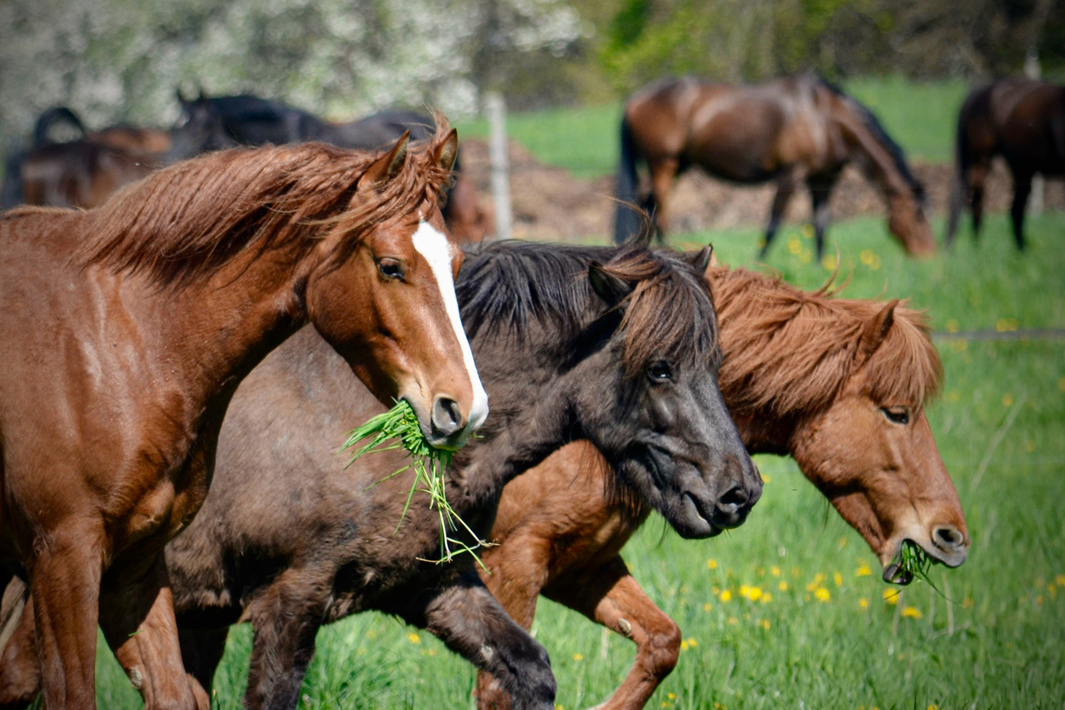 Freiberger und Haflinger mit frischem Gras auf der Wiese