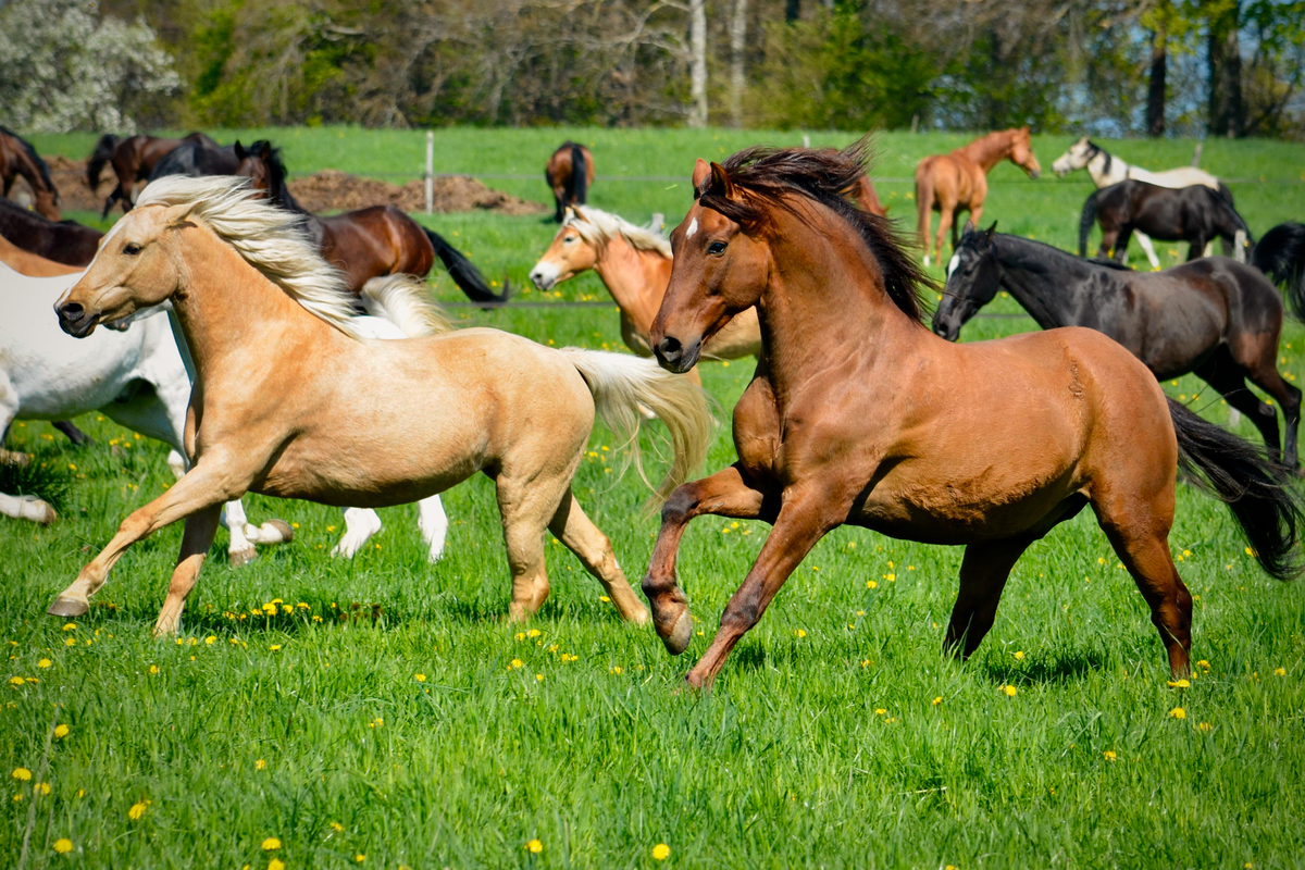 deutsches Reitpony und Hispano Wallach PRE Andalusier u Araber im Galopp beim Anweiden