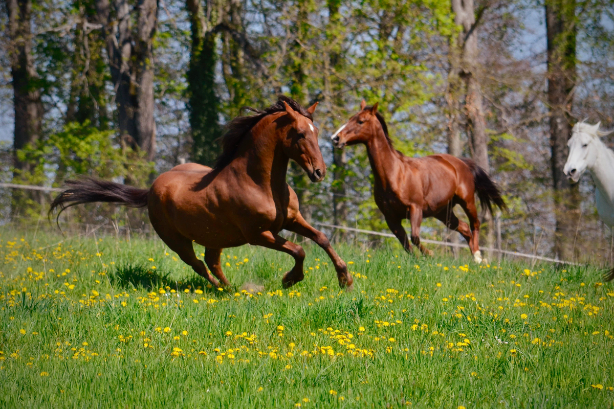 Hispano Wallach im Galopp beim Anweiden auf der Wiese PRE Andalusier u Araber