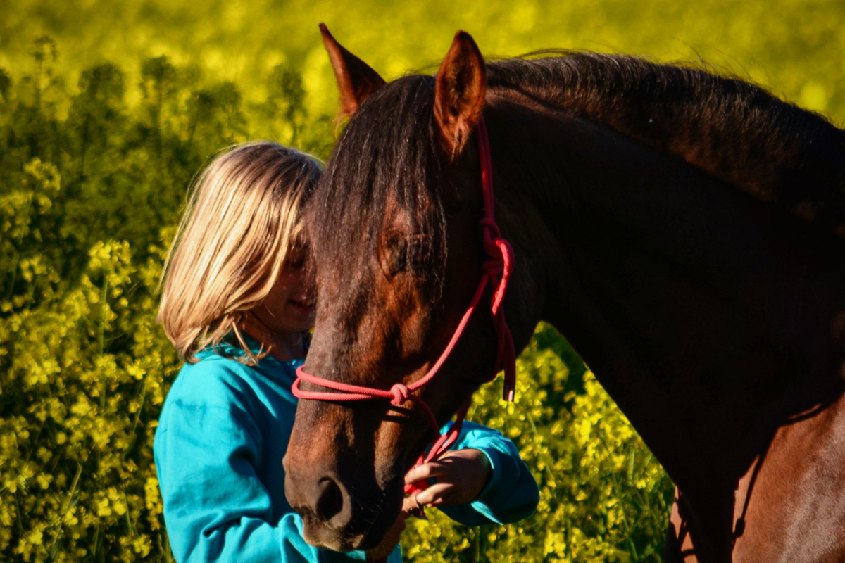 Freundschaft zwischen Pferd und Kind im Rapsfeld