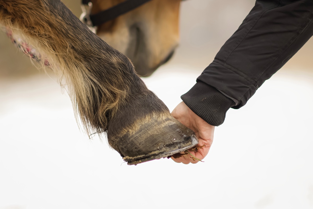 Detailaufnahme Huf und Hand, Begegnung Pferd und Mensch