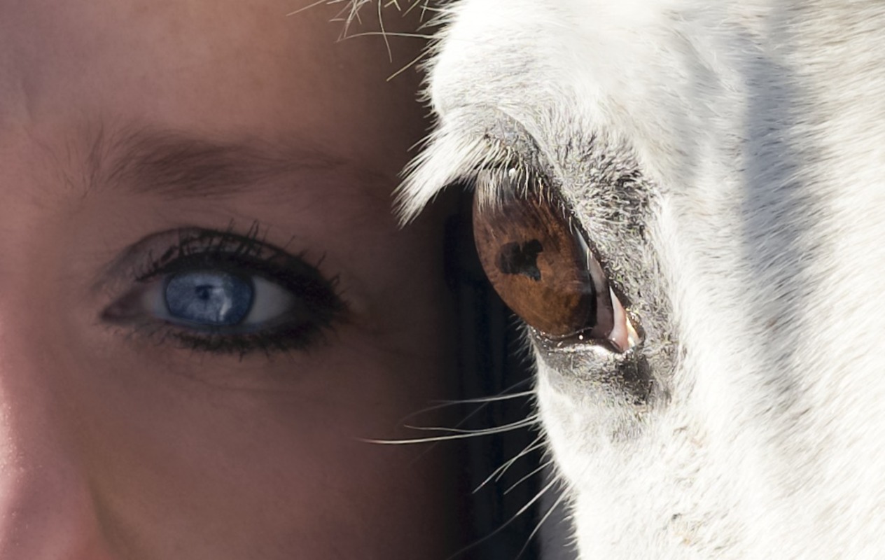 Detailaufnahme Augen von Pferd und Mensch