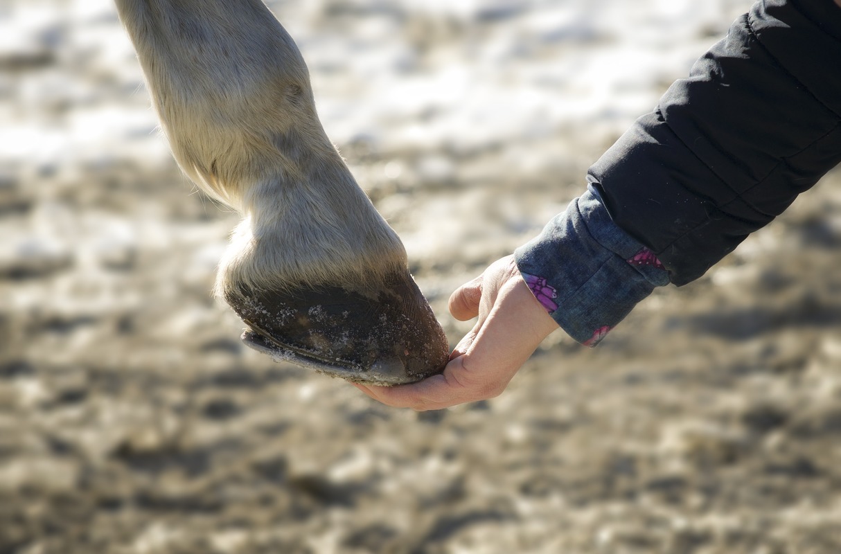 Detailaufnahme Huf und Hand, Begegnung Pferd und Mensch