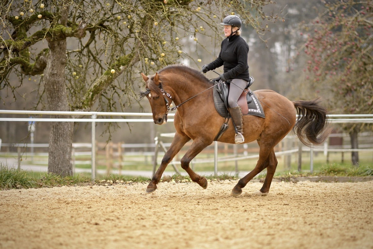 Hispano Wallach unterm Sattel im Galopp PRE Andalusier u Araber