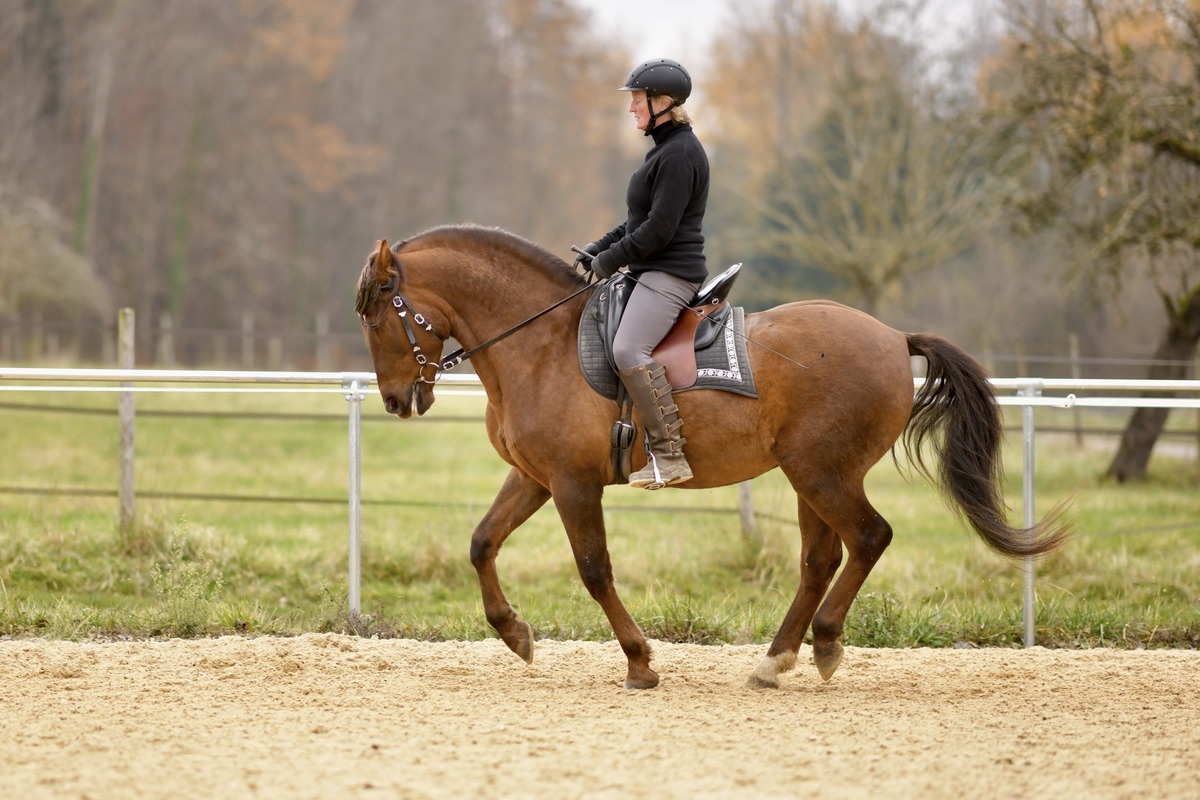 Hispano Wallach unter dem Sattel im Galopp PRE Andalusier u Araber