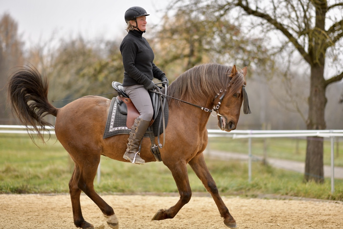 Hispano Wallach unter dem Sattel im Galopp PRE Andalusier u Araber