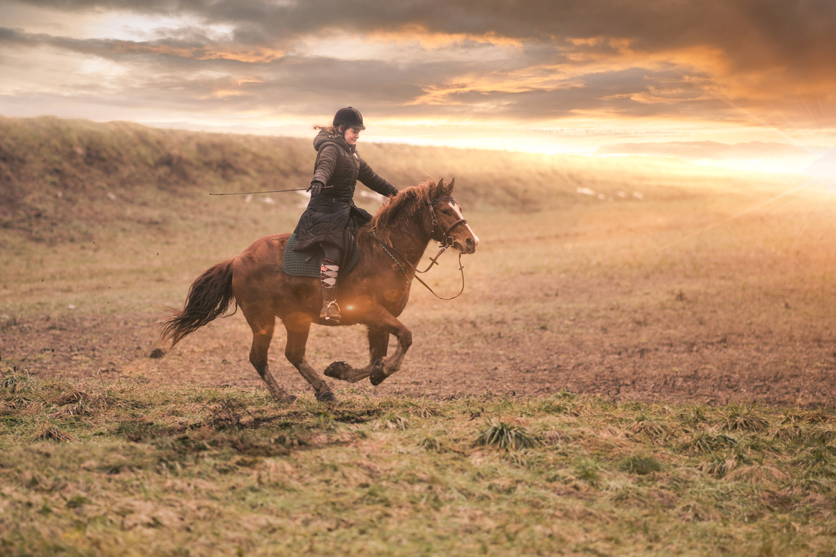 Freihndiger Galopp vor einem Sonnenuntergang