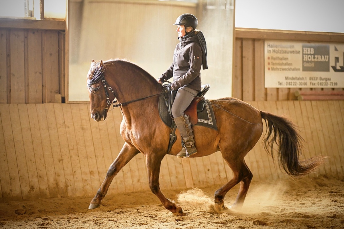 Hispano Wallach im Galopp in Reithalle PRE Andalusier u Araber