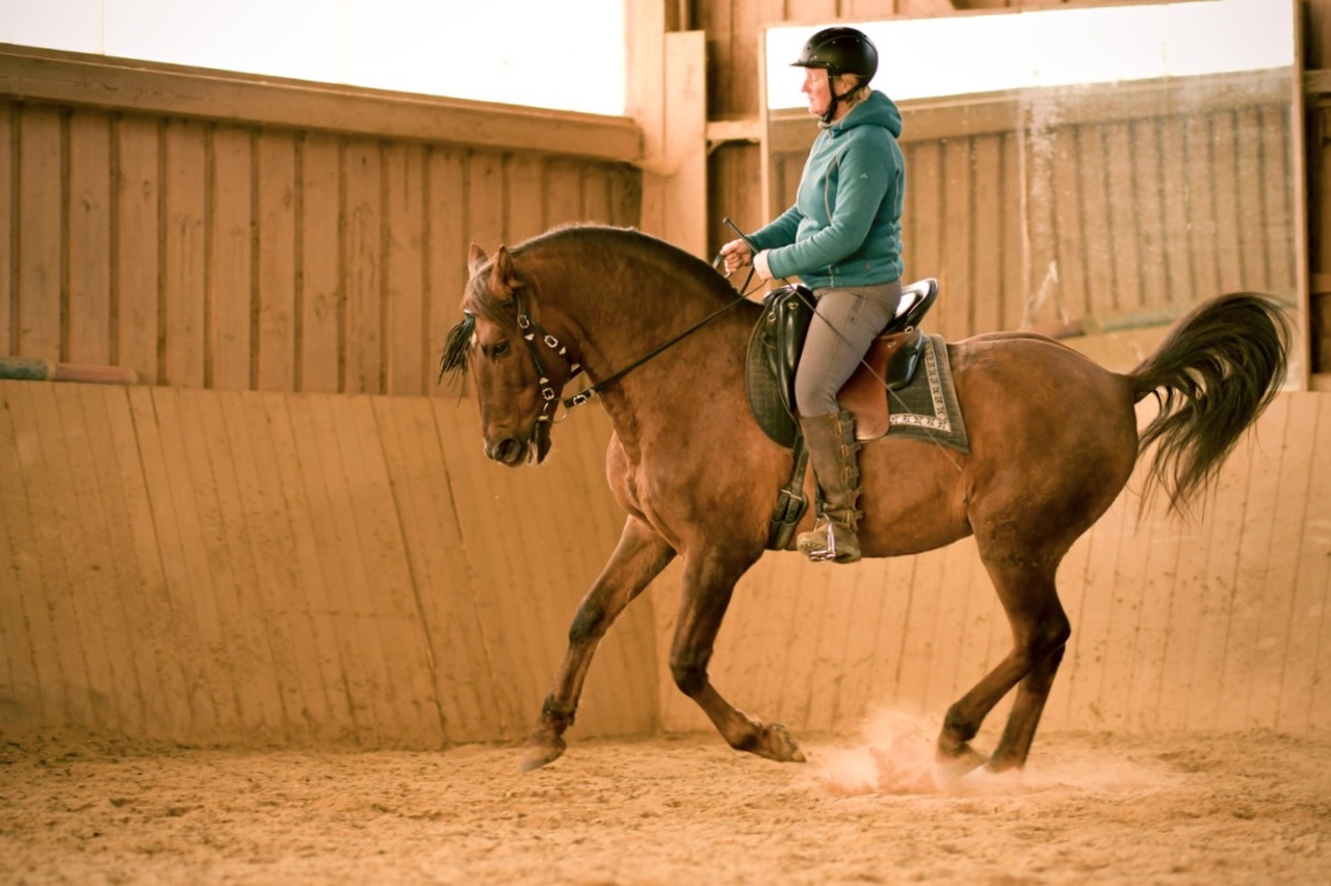 Hispano Wallach im Galopp in Reithalle PRE Andalusier u Araber