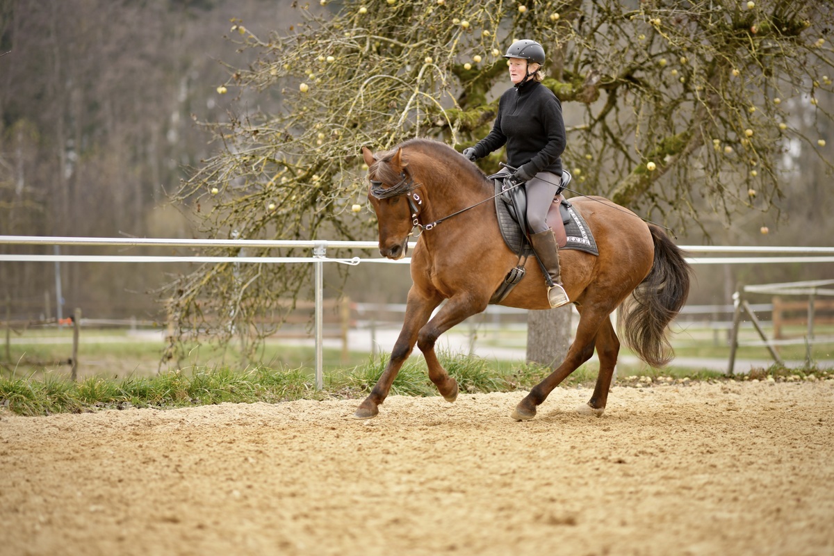 Hispano Wallach unter dem Sattel im Galopp PRE Andalusier u Araber