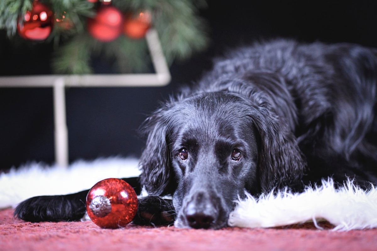 Flat Coated Retriever Rde unter dem Weihnachtsbaum mit Weihnachtsbaumkugel