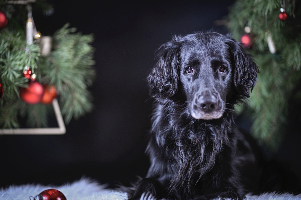 Flat Coated Retriever Rde unter dem Weihnachtsbaum mit Weihnachtsbaumkugel