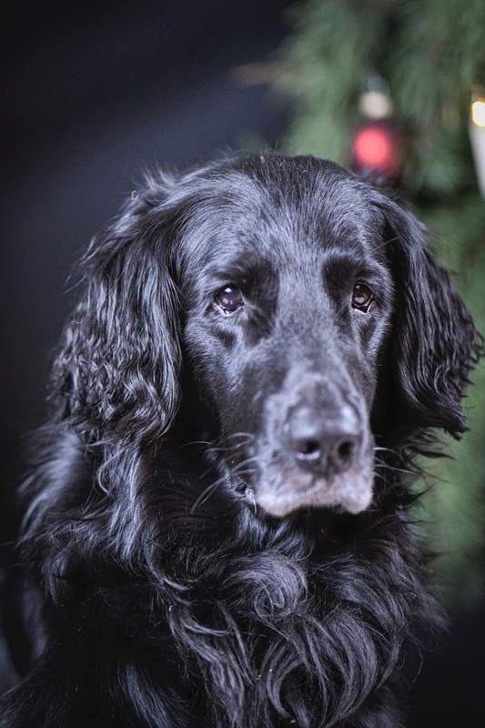 Portrait Flat Coated Retriever Rde unter dem Weihnachtsbaum mit Weihnachtsbaumkugel