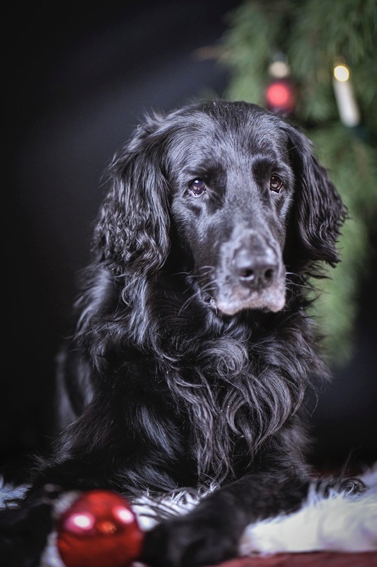 Portrait Flat Coated Retriever Rde unter dem Weihnachtsbaum mit Weihnachtsbaumkugel