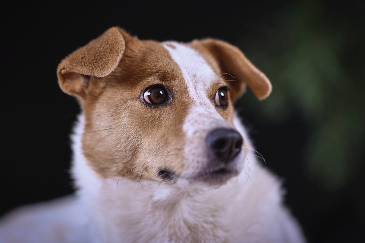 Terrier Mix Hndin Portrait