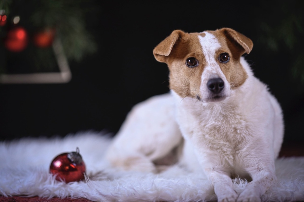 Terrier Mix Hndin unter dem Weihnachtsbaum mit Weihnachtsbaumkugel