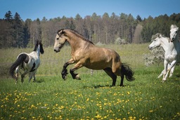 irisches Sportpferd im Galopp beim Anweiden in seiner Herde