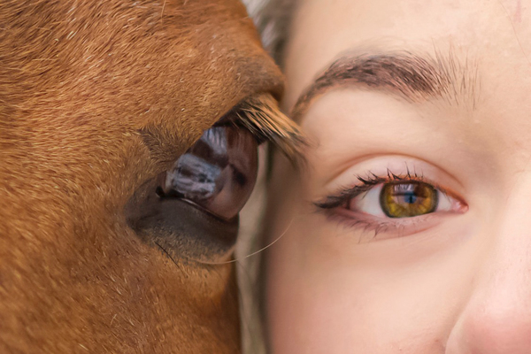 Detailaufnahme Augen von Pferd und Mensch